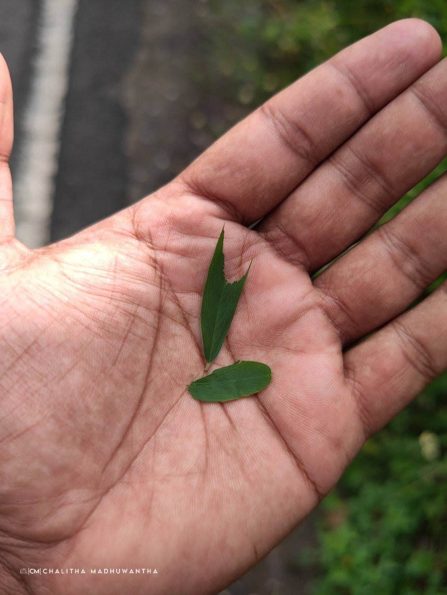 Tephrosia noctiflora Bojer ex Baker